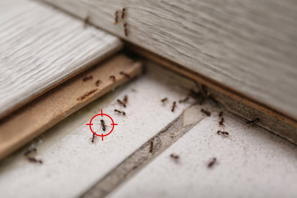 Best Pest Prevention Services  in Shadybrook, TX
