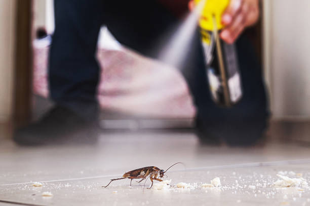 Best Pest Removal Services  in Shadybrook, TX