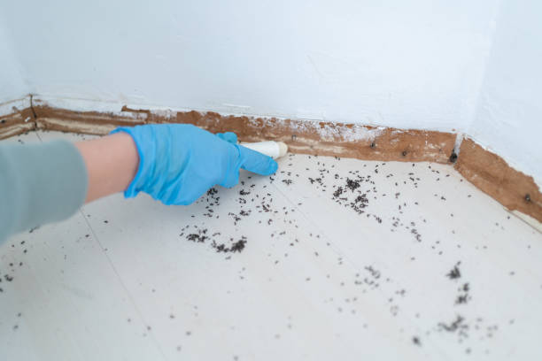 Best Termite Control Services  in Shadybrook, TX