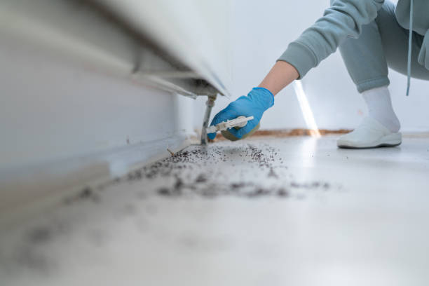 Best Flea Control Services  in Shadybrook, TX